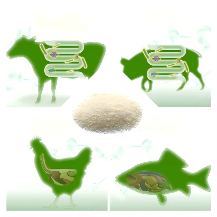 Saccharomyces Boulardii